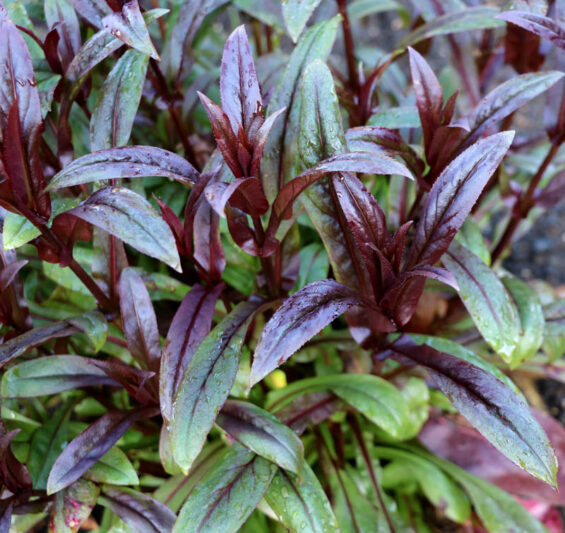 Penstemon 'Dakota Burgundy', Pink Penstemon, Pink Beardtongue, Dark Foliage Penstemon