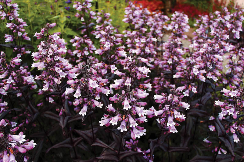 Penstemon 'Dakota Burgundy', Pink Penstemon, Pink Beardtongue, Dark Foliage Penstemon