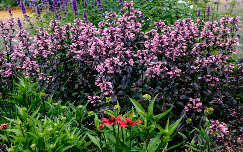 Penstemon 'Dakota Burgundy', Pink Penstemon, Pink Beardtongue, Dark Foliage Penstemon