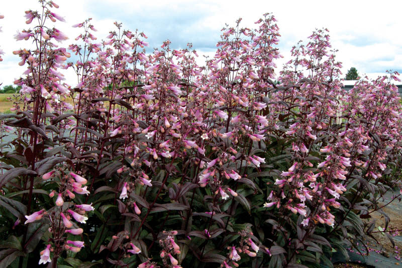 Penstemon 'Dark Towers', Dark Towers Pentemon, Dark Towers Beadtongue