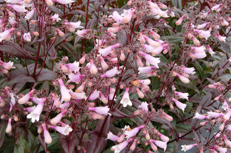 Penstemon 'Dark Towers', Dark Towers Pentemon, Dark Towers Beadtongue