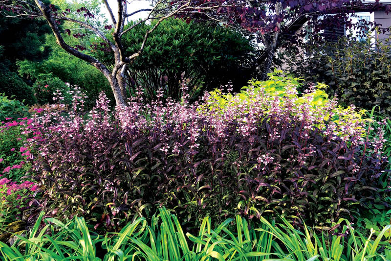 Penstemon 'Dark Towers', Dark Towers Pentemon, Dark Towers Beadtongue