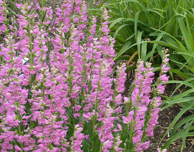Penstemon 'Prairie Dusk'