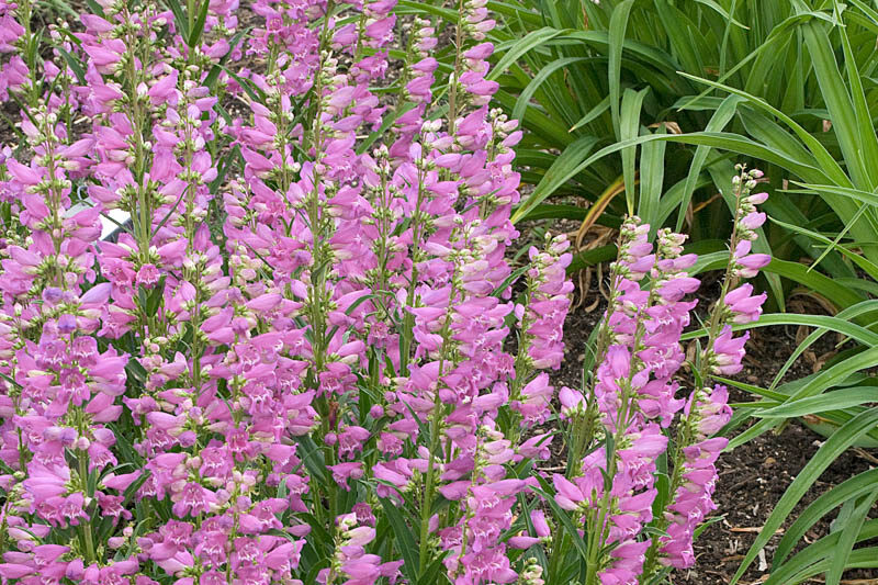 Penstemon 'Prairie Dusk'