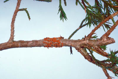 Quince rust, Gymnosporangium clavipes