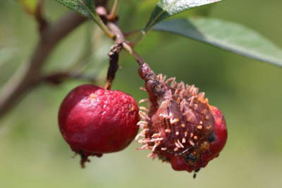 Quince rust, Gymnosporangium clavipes