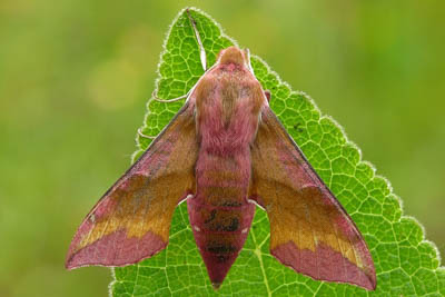 Sphinx Moth, Hawkmoth, Elephant Hawk Moth