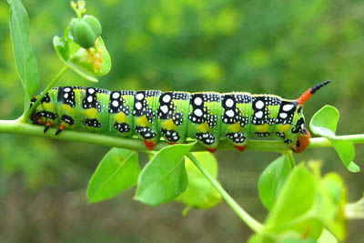 Sphinx Moth, Hawkmoth, Spurge Hawk Moth