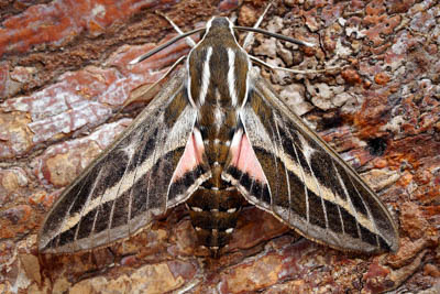 Sphinx Moth, Hawkmoth, Striped Hawk Moth