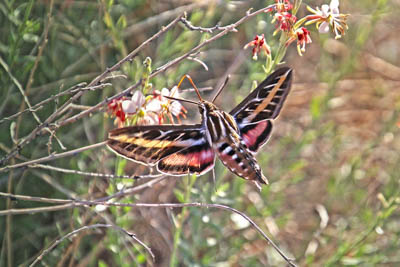 Hawkmoth, White-lined sphinx moth