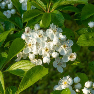 Crataegus punctata, Dotted hawthorn