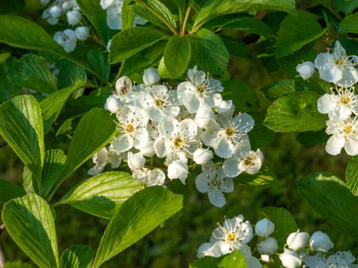 Crataegus punctata, Dotted hawthorn