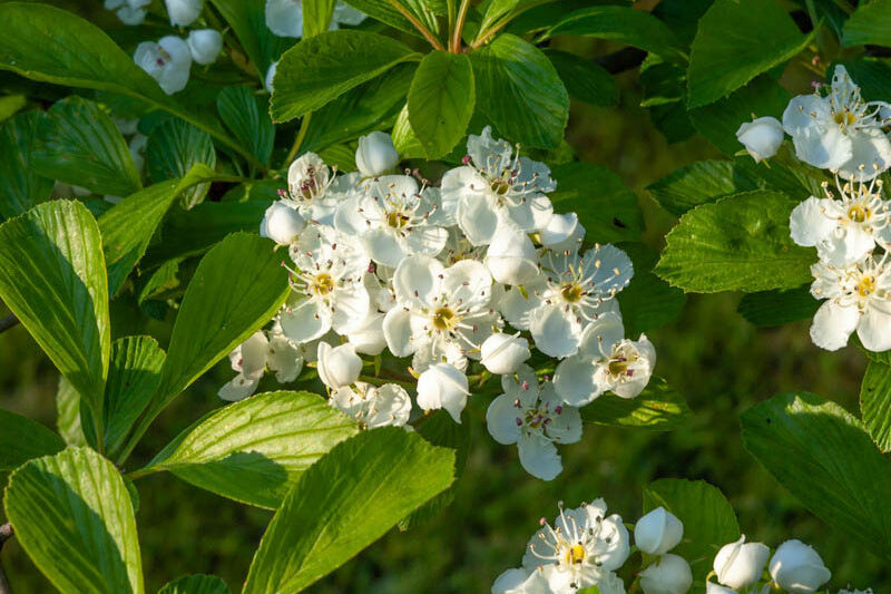 Crataegus punctata, Dotted hawthorn