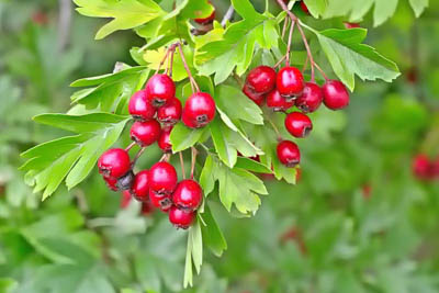 Hawthorn, crataegus monogyna