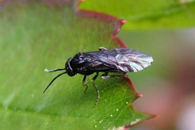 Pear Sawfly, Pear Slug, Pear Slug Sawfly Caliroa cerasi