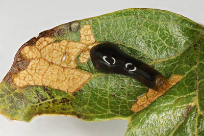 Pear Sawfly, Pear Slug, Pear Slug Sawfly Caliroa cerasi