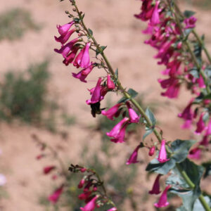 Penstemon pseudospectabilis, Desert Penstemon, Desert Beardtongue, Rosy Desert Penstemon, Rosy Desert Beardtongue, Canyon Penstemon, Canyon Beardtongue, Mohave Penstemon, Mohave Beardtongue