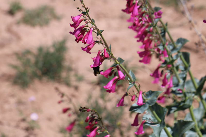 Penstemon pseudospectabilis, Desert Penstemon, Desert Beardtongue, Rosy Desert Penstemon, Rosy Desert Beardtongue, Canyon Penstemon, Canyon Beardtongue, Mohave Penstemon, Mohave Beardtongue