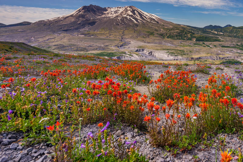 Castilleja miniata, Penstemon cardwellii