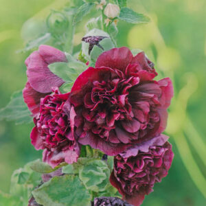 Hollyhock Double Flowers, Hollyhock Chaters Marron, Double Hollyhock, Alcea rosea Chater's Double Maroon