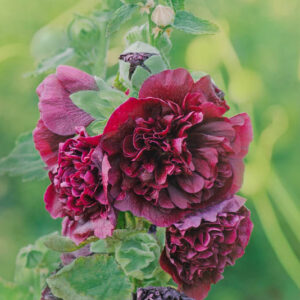 Hollyhock Double Flowers, Hollyhock Chaters Marron, Double Hollyhock, Alcea rosea Chater's Double Maroon