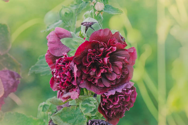 Hollyhock Double Flowers, Hollyhock Chaters Marron, Double Hollyhock, Alcea rosea Chater's Double Maroon