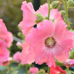 Hollyhock, Alcea