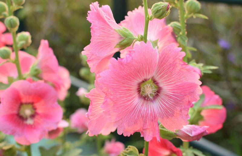 Alcea rosea 'Spring Celebrities Pink' (Hollyhock)