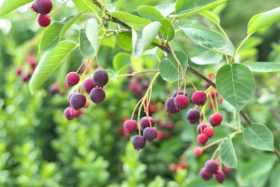 Serviceberry fruit, Saskatoon berries, Amelanchier