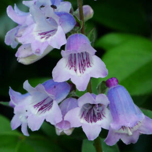 Penstemon 'Sour Grapes', Penstemon 'Sour Grapes' M. Fish , Penstemon 'True Sour Grapes', Beardtongue 'Sour Grapes', Penstemon 'Sour Grape', Penstemon hartwegii 'Sour Grapes'