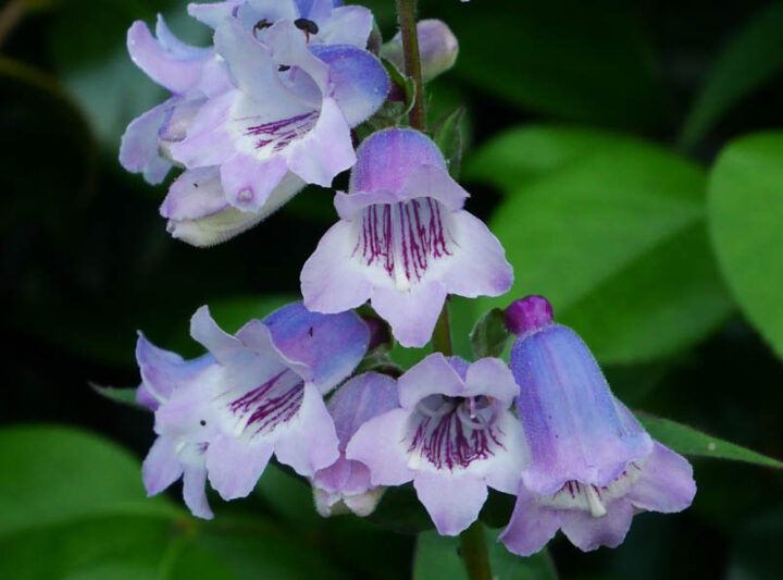 Penstemon 'Sour Grapes', Penstemon 'Sour Grapes' M. Fish , Penstemon 'True Sour Grapes', Beardtongue 'Sour Grapes', Penstemon 'Sour Grape', Penstemon hartwegii 'Sour Grapes'