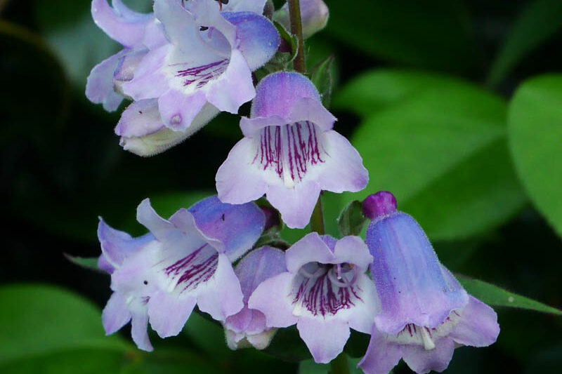 Penstemon 'Sour Grapes', Penstemon 'Sour Grapes' M. Fish , Penstemon 'True Sour Grapes', Beardtongue 'Sour Grapes', Penstemon 'Sour Grape', Penstemon hartwegii 'Sour Grapes'