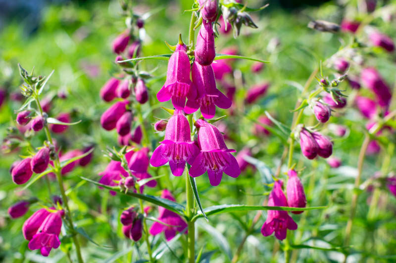 Penstemon x mexicali Red Rocks, Red Rocks Penstemon, Red Penstemon, Red Beardtongue