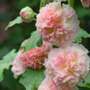 Hollyhock Double Flowers, Hollyhock Chaters chamois, Double Hollyhock, Alcea rosea Chater's Double Chamois