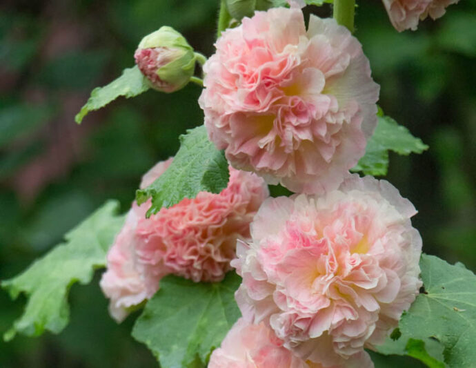 Hollyhock Double Flowers, Hollyhock Chaters chamois, Double Hollyhock, Alcea rosea Chater's Double Chamois