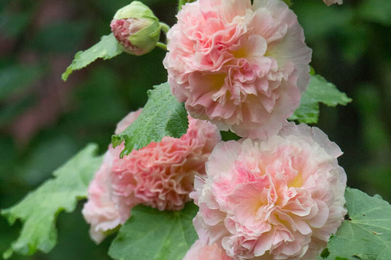 Hollyhock Double Flowers, Hollyhock Chaters chamois, Double Hollyhock, Alcea rosea Chater's Double Chamois