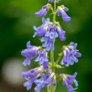 Penstemon ovatus, blue beardtongue , blue penstemon