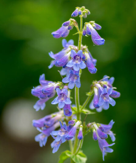 Penstemon ovatus, blue beardtongue , blue penstemon