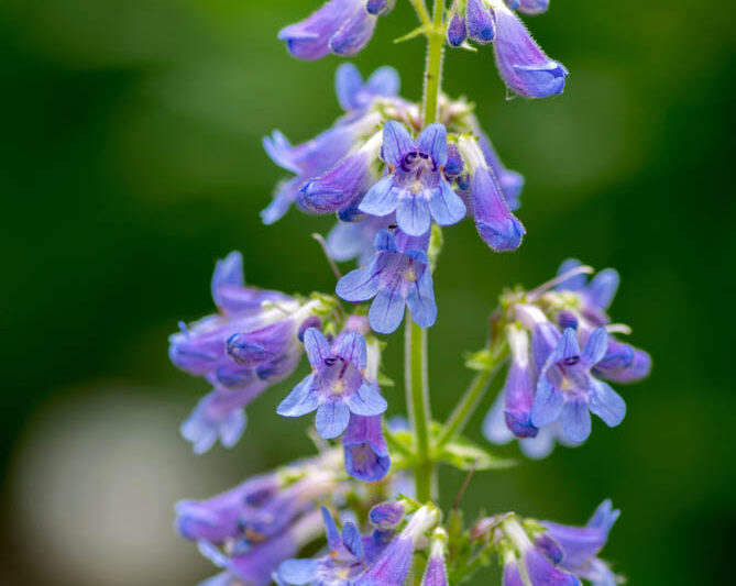 Penstemon ovatus, blue beardtongue , blue penstemon