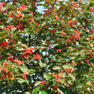 Chinese Hawthorn, Crataegus pinnatifida