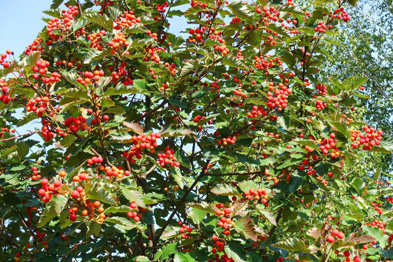 Chinese Hawthorn, Crataegus pinnatifida