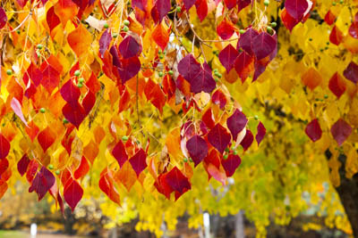 Redbud Tree, Forest Pansy Redbud, Redbud Leaves