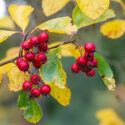 Hawthorn, crataegus Prunifolia