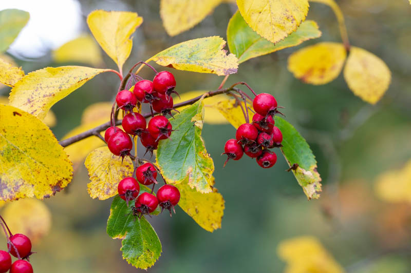 Hawthorn, crataegus Prunifolia