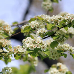 Downy Hawthron, Crataegus molis, Hawthorn Flowers