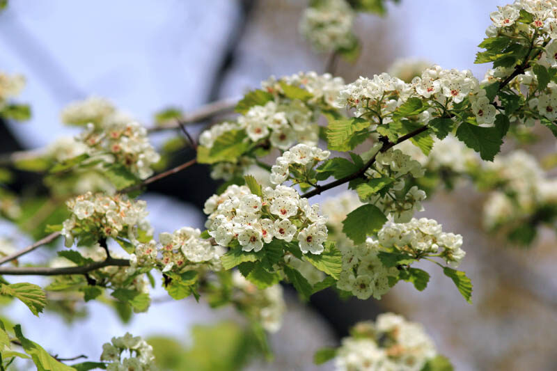 Downy Hawthron, Crataegus molis, Hawthorn Flowers