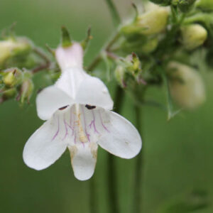 Penstemon pallidus, Pale Penstemon