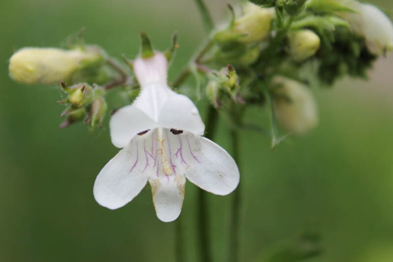 Penstemon pallidus, Pale Penstemon