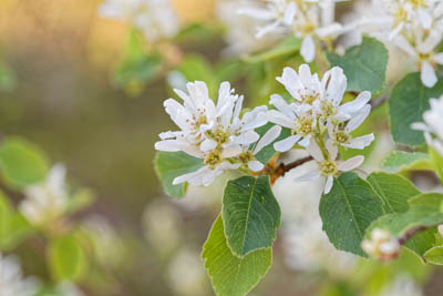 Serviceberry flowers, Amelanchier flowers