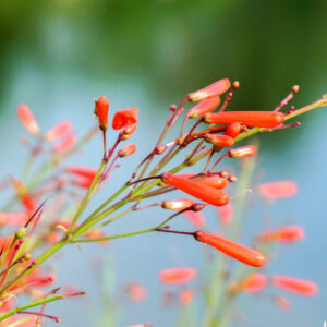 Penstemon pinifolius, Drought tolerant Penstemon